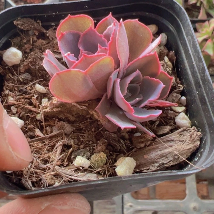 晚霞之舞精品多肉植物