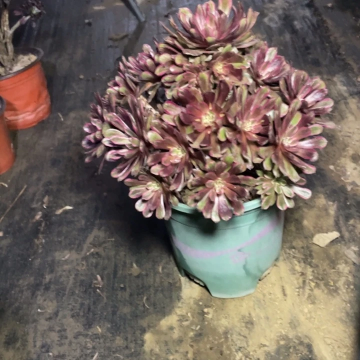 34紫霞仙子多肉多肉植物