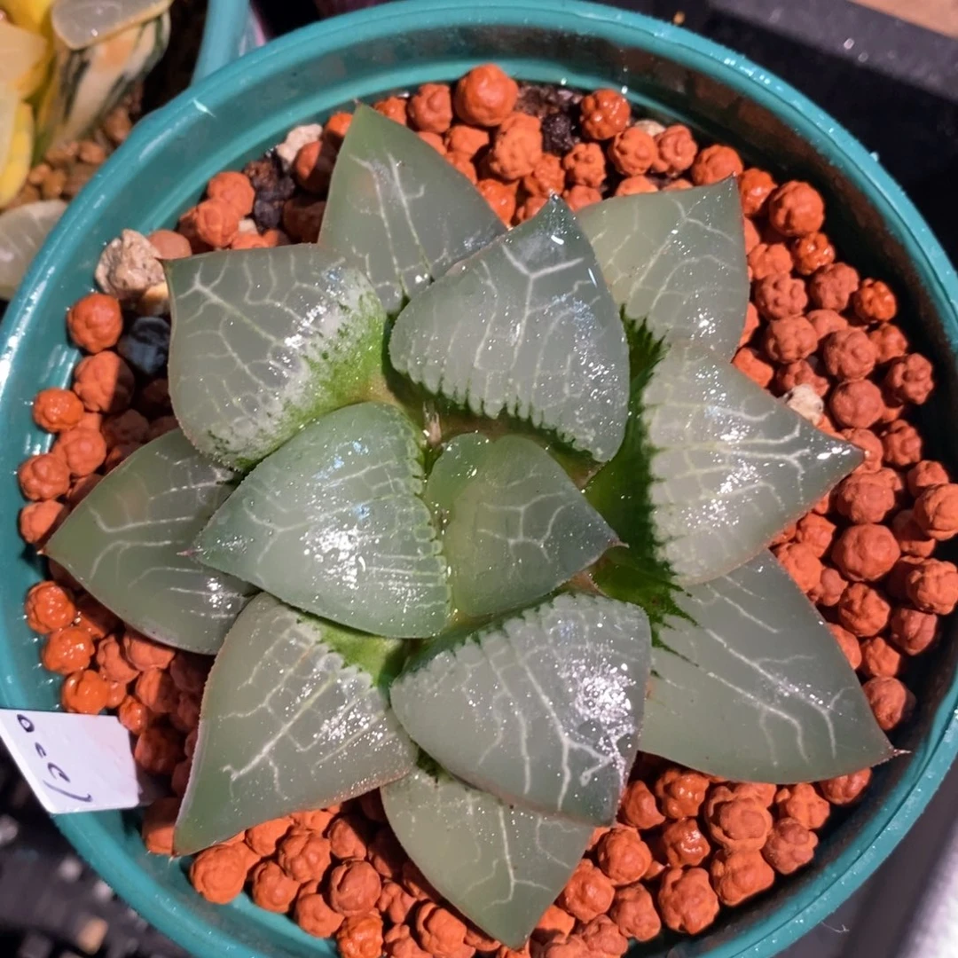 一颗实生大裹克。
