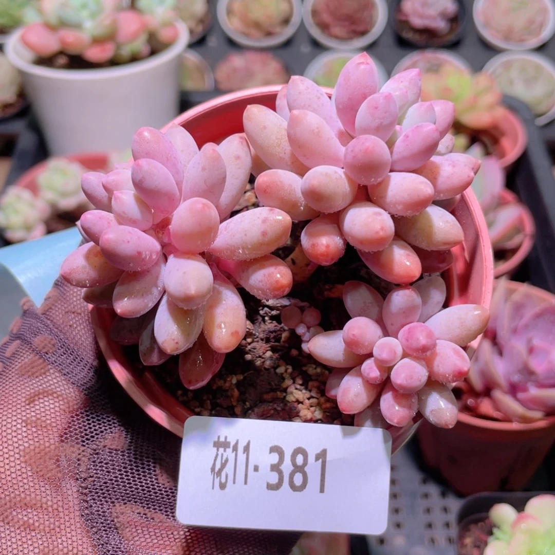 花利美11-381婴儿手指