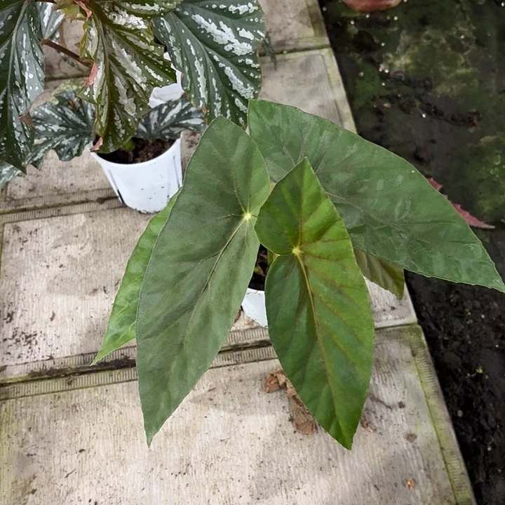 完全开放棱花镜谁啊胡