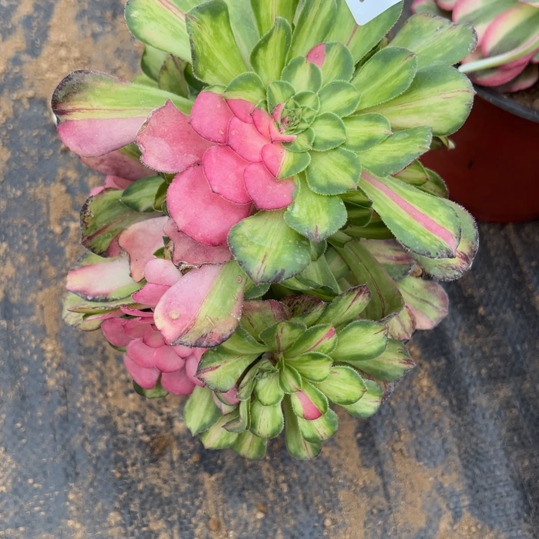 218知否多肉植物一