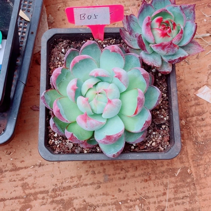 多***妈惊鸿仙子多肉植物B05两棵