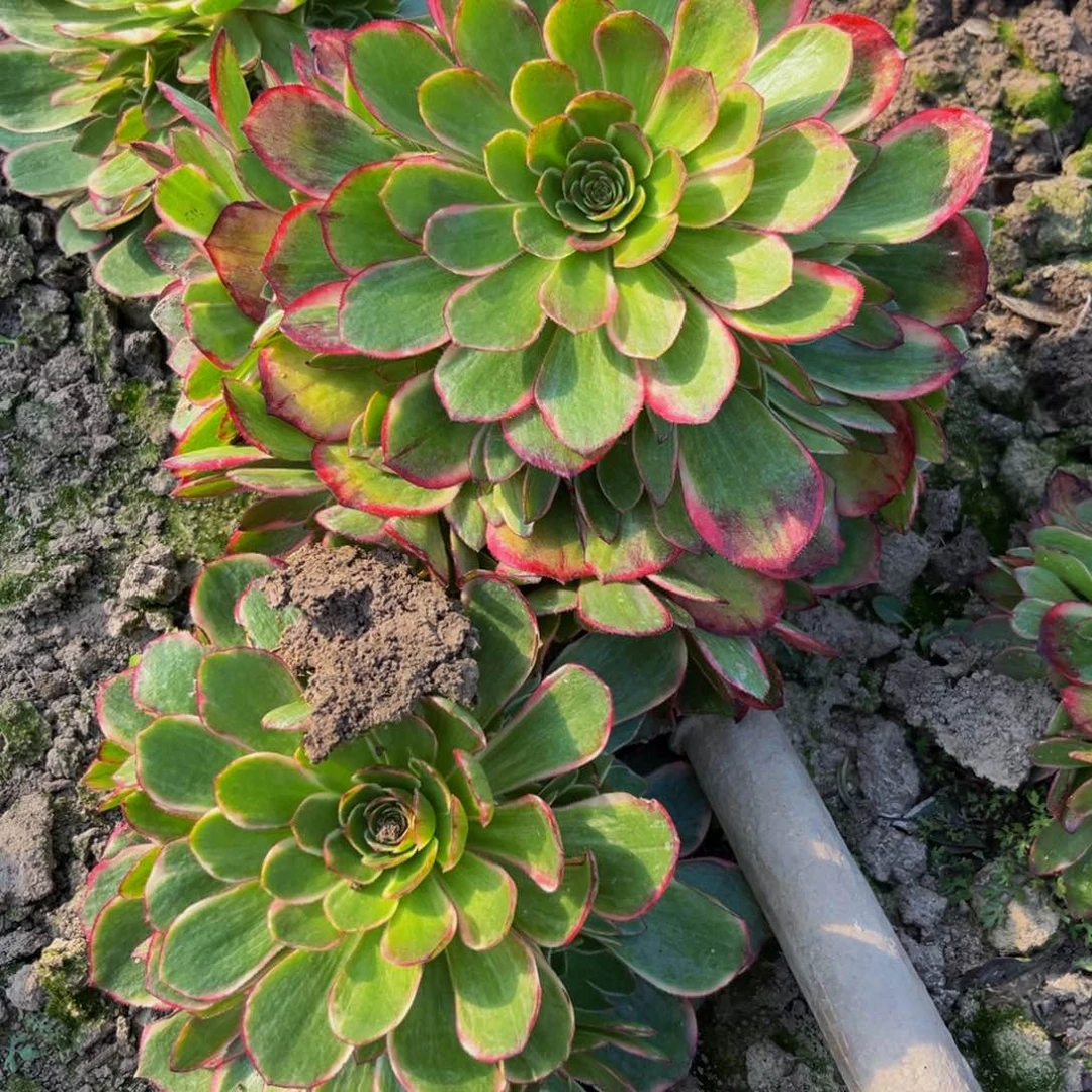 粉花妖多肉植物捧花的