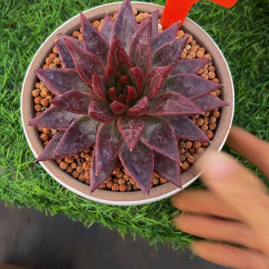 上****?2317下午多肉植物群生