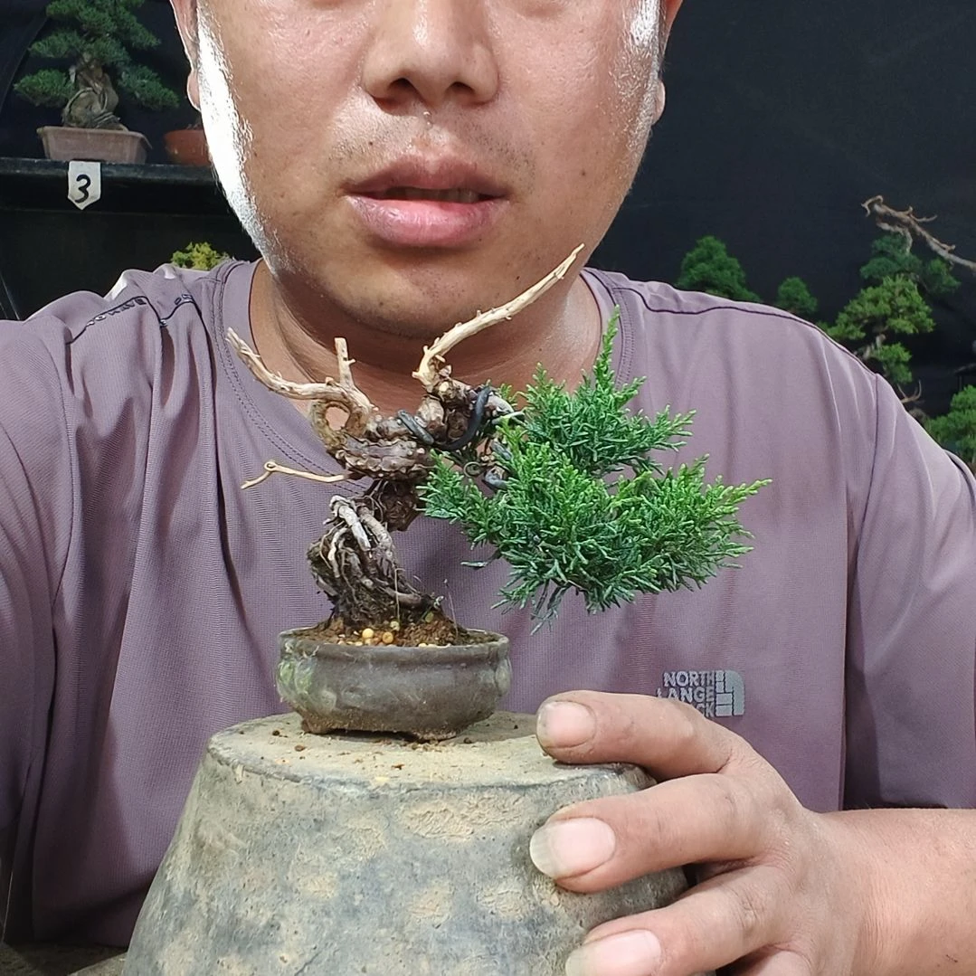 悟***人无花朵济州真柏盆景素材盆景素材盆景素材盆景