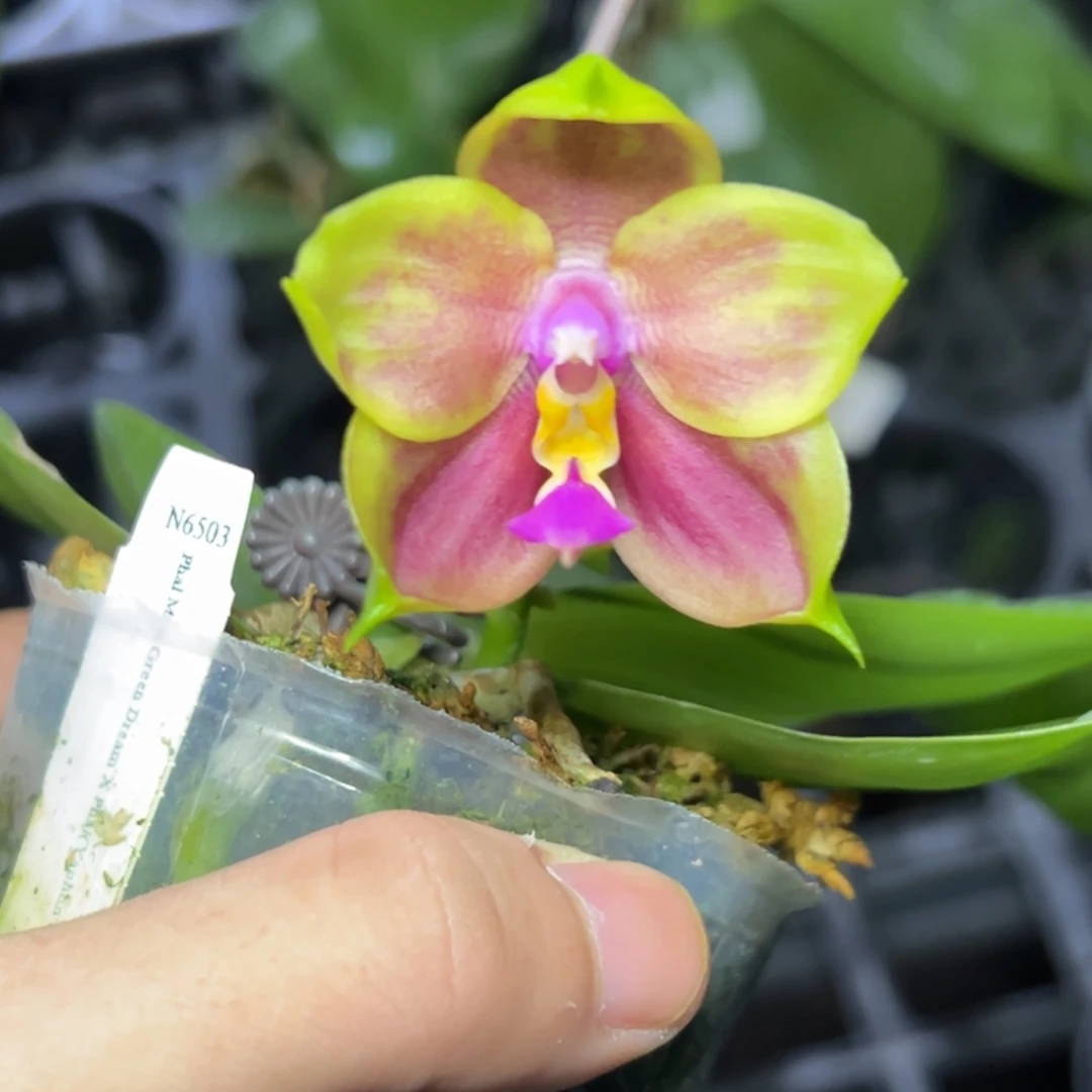 完全开放l318n6503