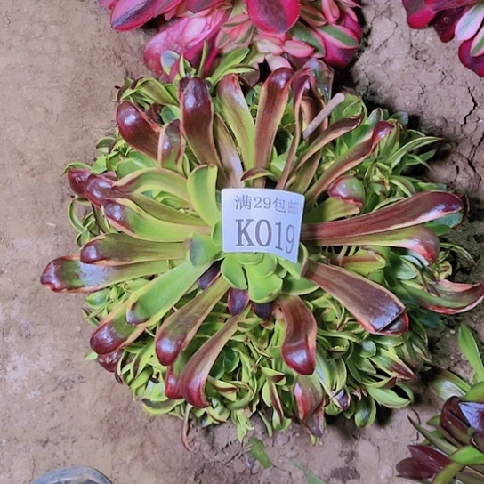 019欧佳丽多肉植物
