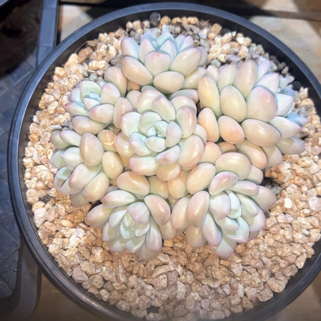 虪***ㄣ多肉植物多肉植物