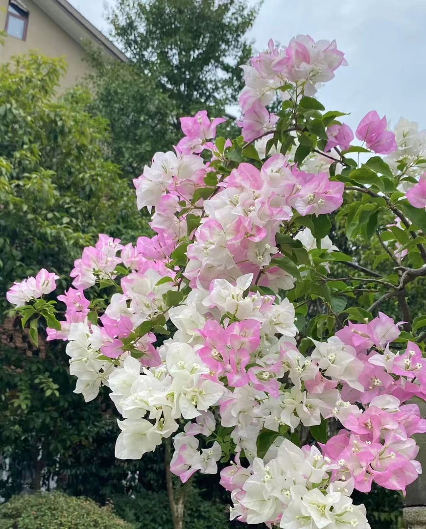 【口红】三角梅四季开花盆栽花卉原生桩好养 易活阳台庭院可爬藤