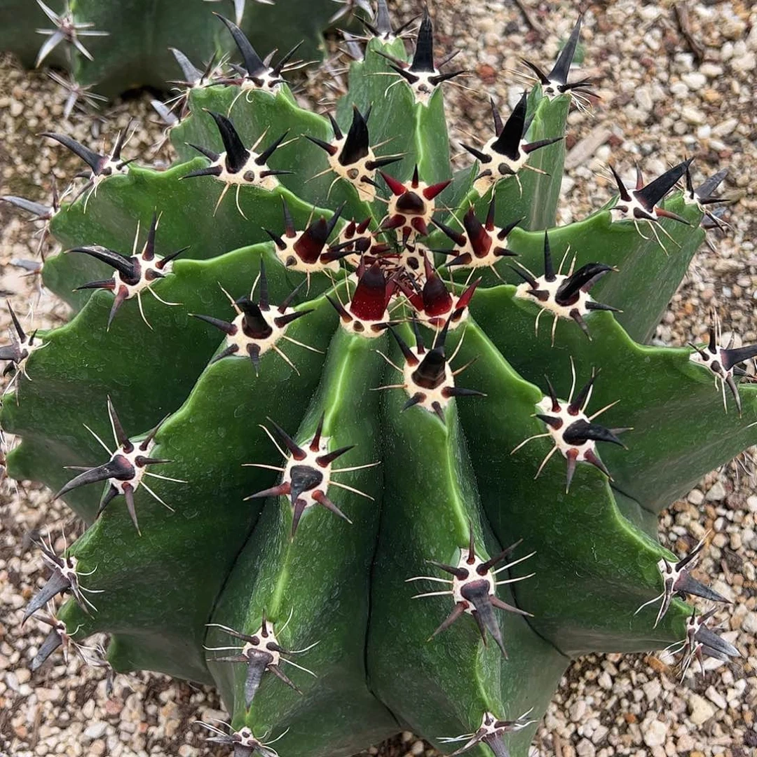 葡***子雎鸠玉植物球球植物
