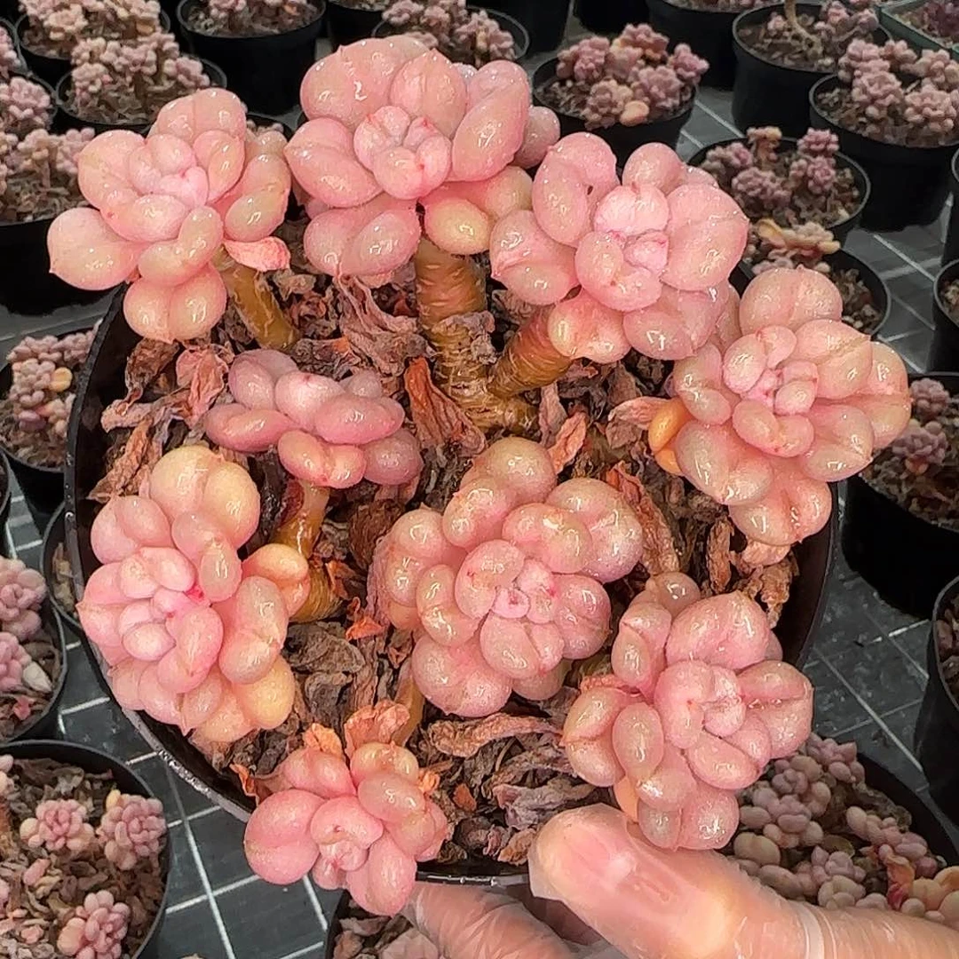 从前慢花园精选比尔盖茨