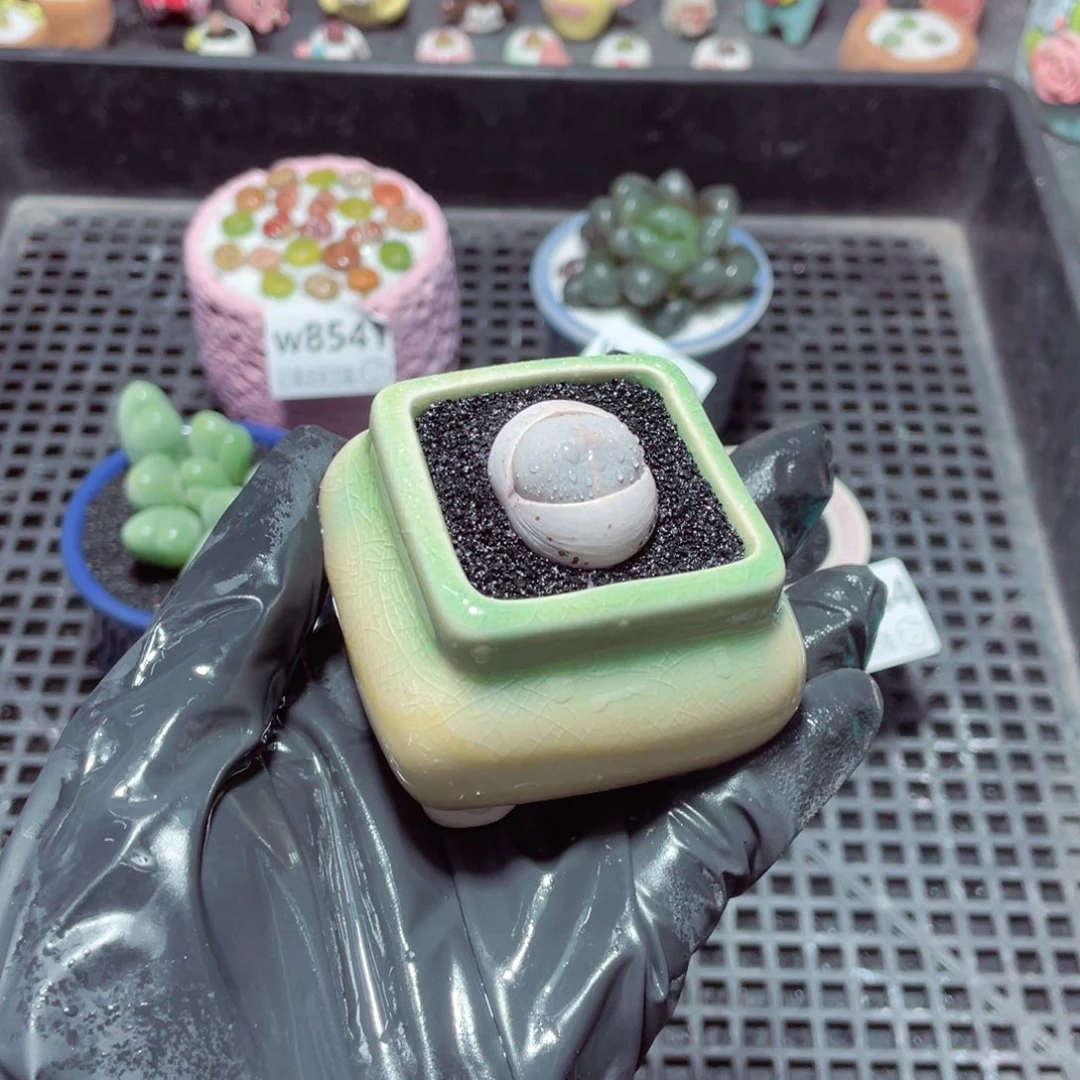 w8546 带盆土发货-零下地区拍保温箱