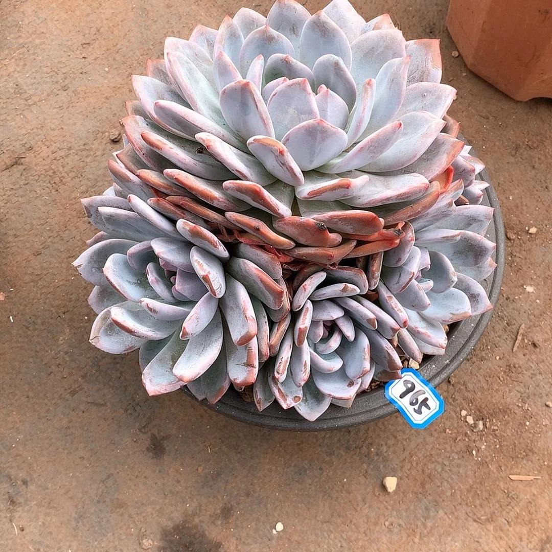 965橙子 一物一拍多肉