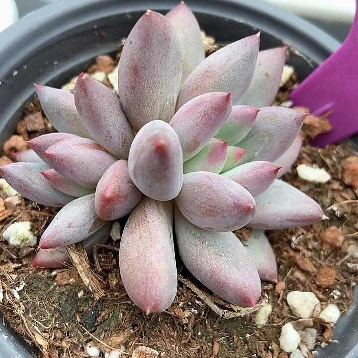 多肉植物保护与美人1981