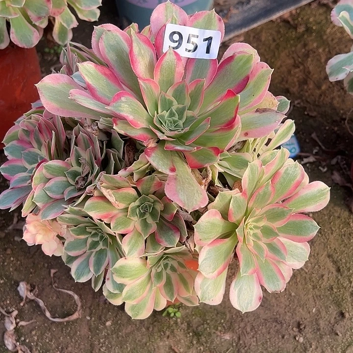 多肉植物叶罗刹951