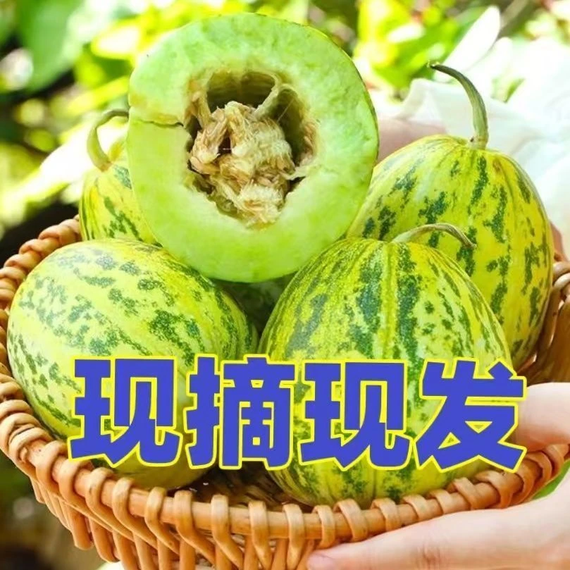东北八里香香瓜新鲜现摘脆甜多汁