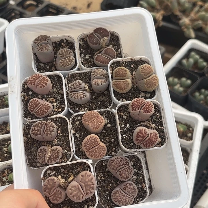 菊纹章双头随机10盆一组发货浮力款