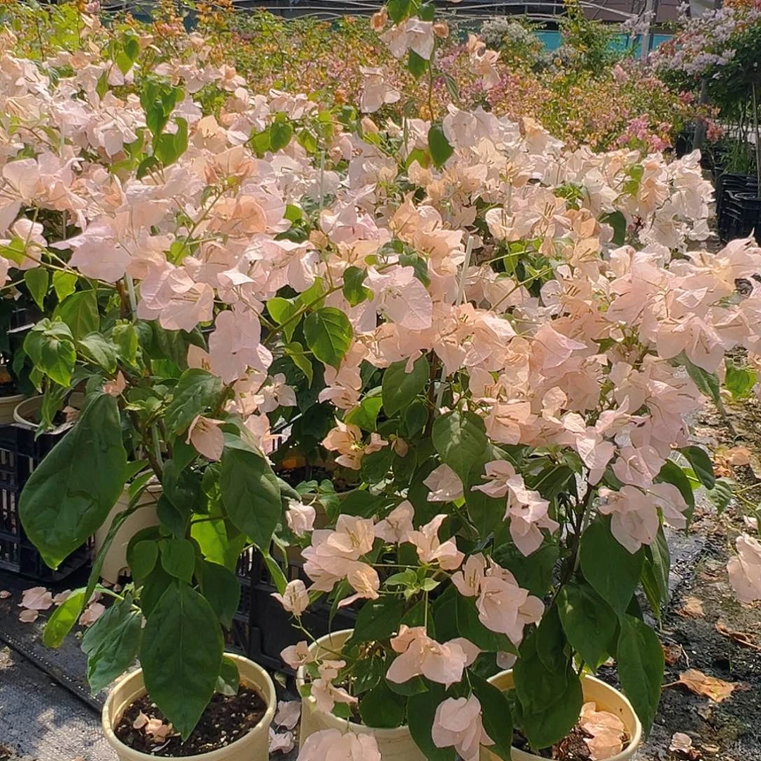 大部分花苞少量开放嫡公主带竹一棵