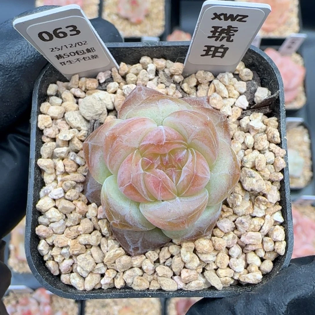 063  琥珀    5厘米盆