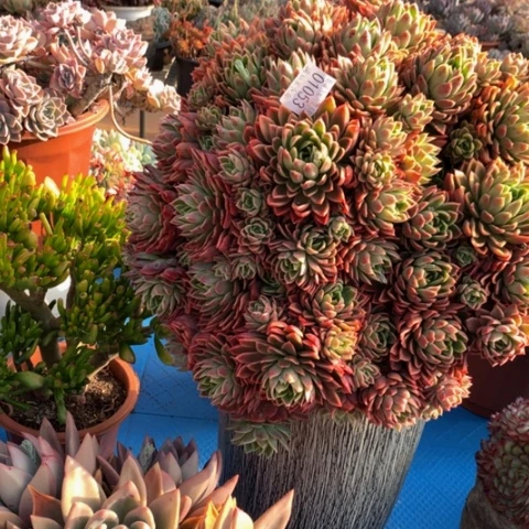 刘*忆1058红女巫多肉