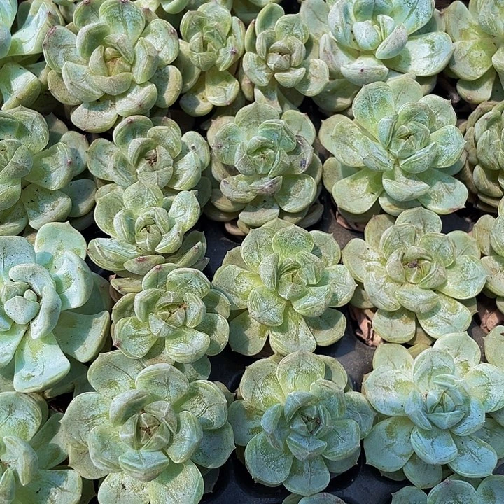 2颗小白恋2颗一组