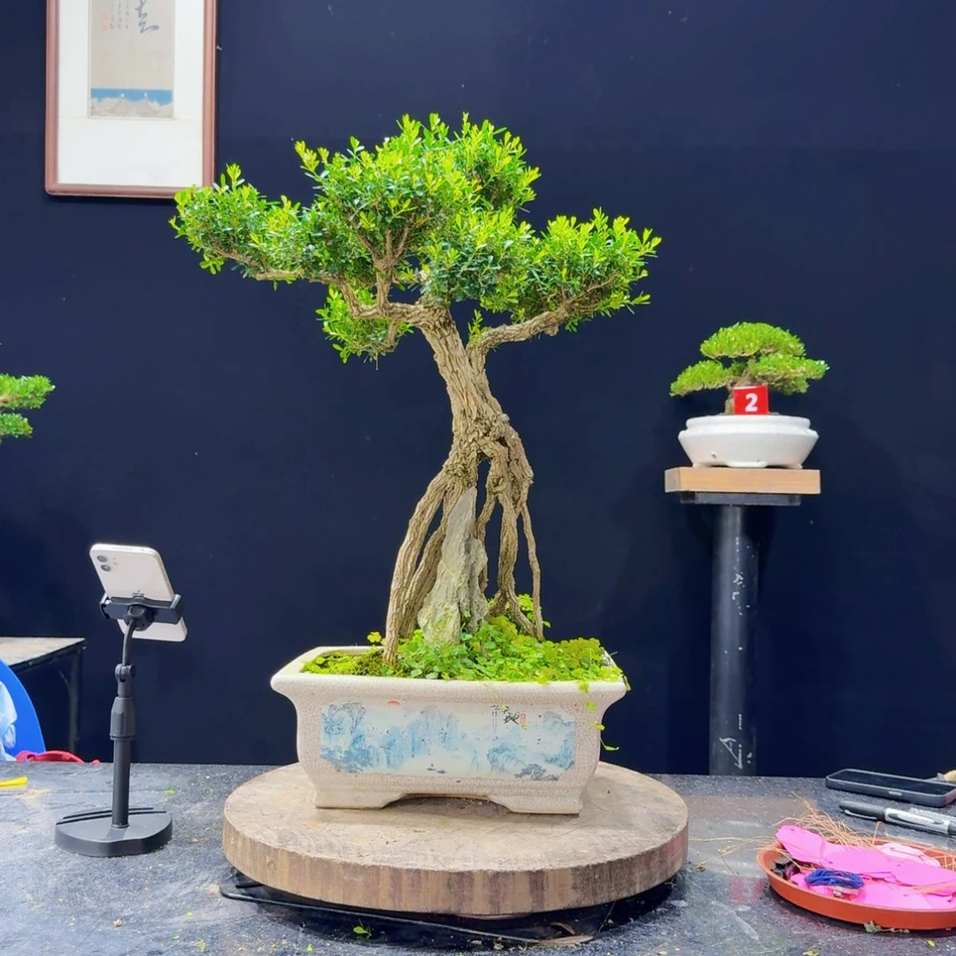 无花朵黄杨盆景四季常绿