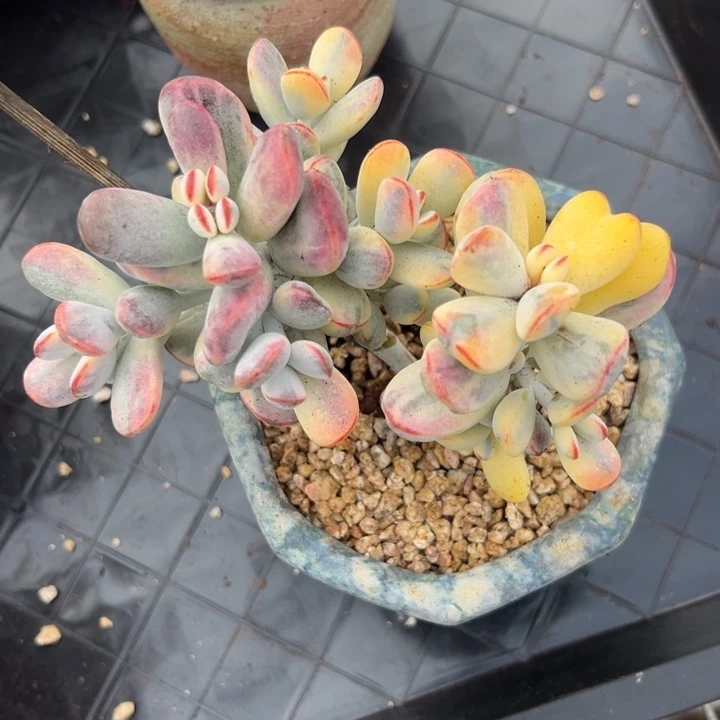 无花朵304号福娘锦无砍