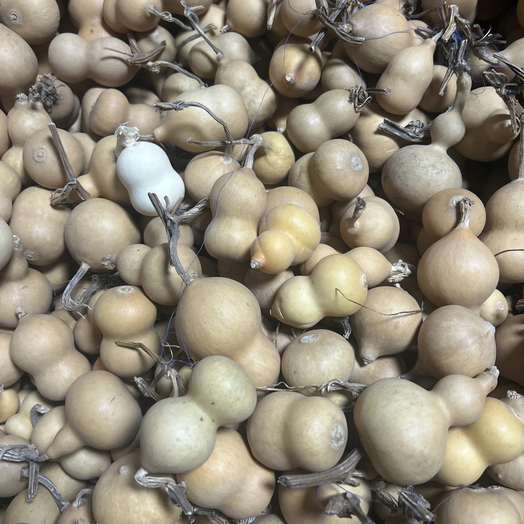 农家自己种的小葫芦