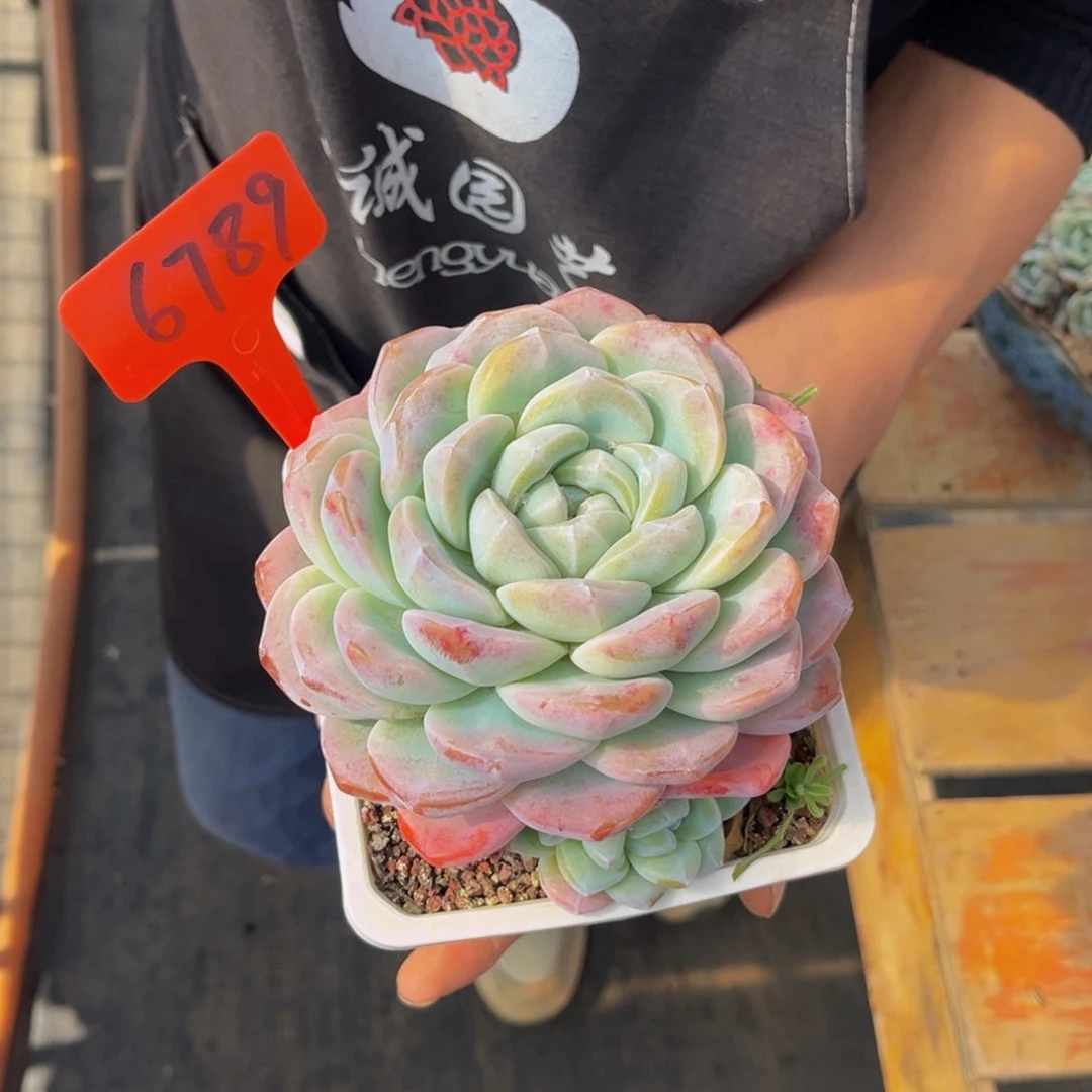 6789号上午多肉植物群生多肉植物