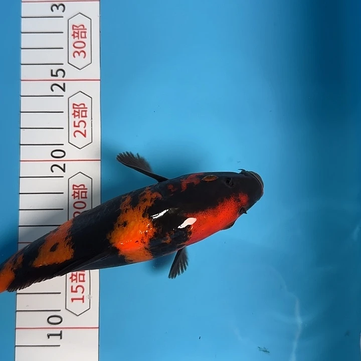 锦鲤锦鲤高端自家产绯写