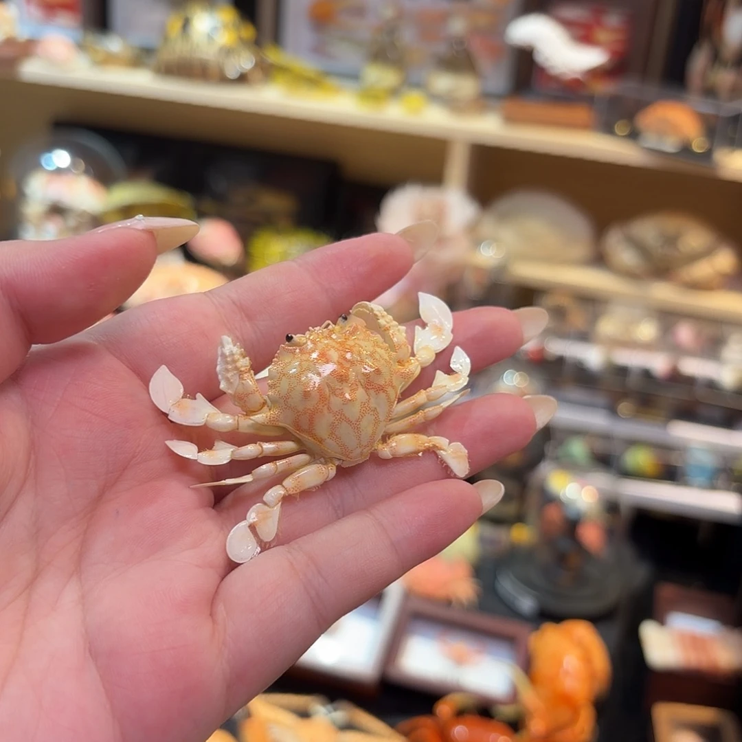 真实小黎明蟹标本