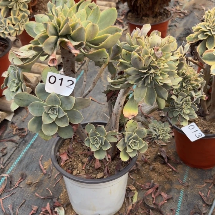 翡翠城缀多肉植物不包损012会氧化发黑