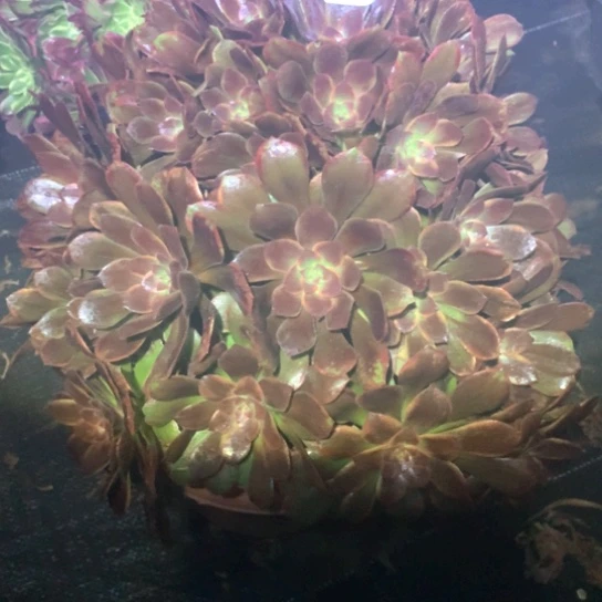 小***.多肉植物恶魔之吻190