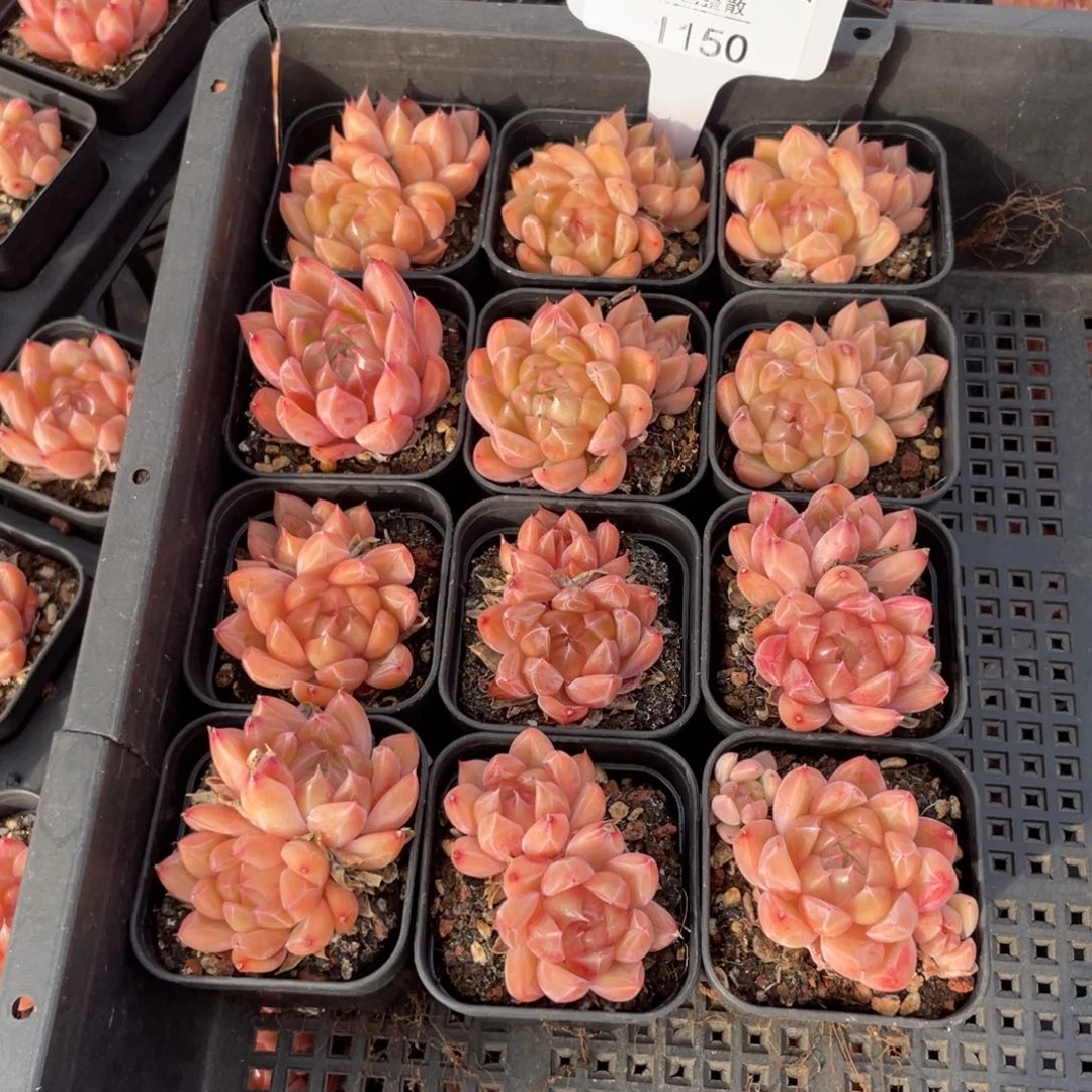 不包整散 盆子不售后1150