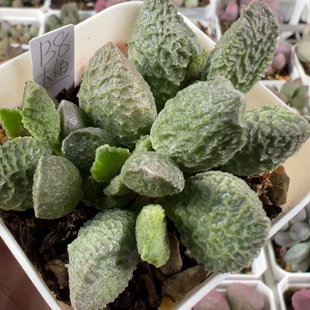 w大鱼海棠多肉植物水泡