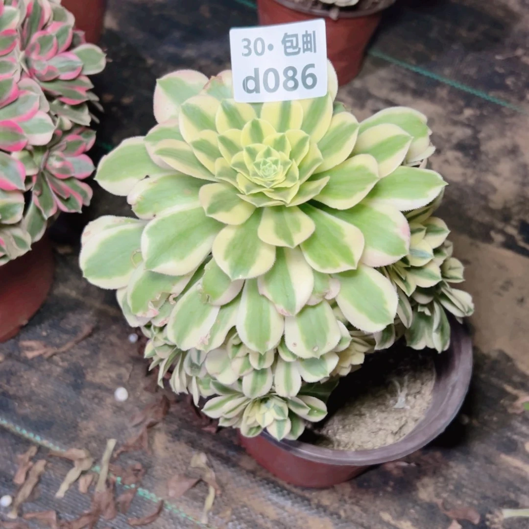 086碧玉多肉法师