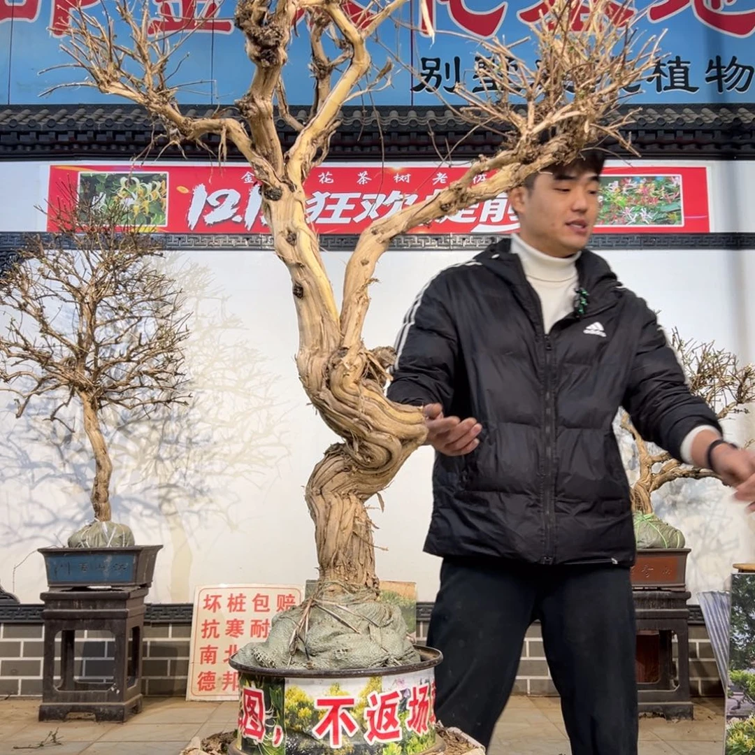 快***子无花朵金银花开花2565589652