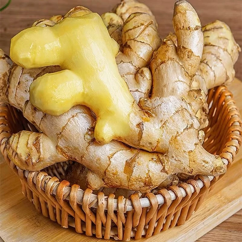 正宗云南农家小黄姜现挖现发辛辣十足姜味浓郁嫩姜月子姜老姜批发