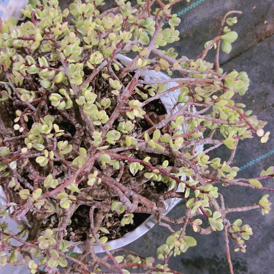 【闪购商品】亚乐之舞