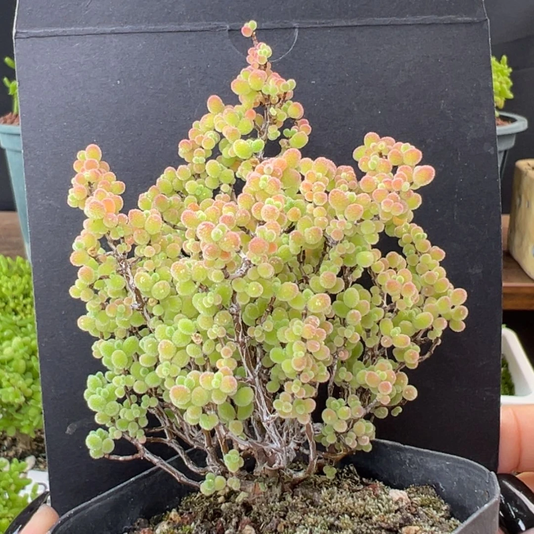 【闪购商品】精控 dy2351蜜橘糖球