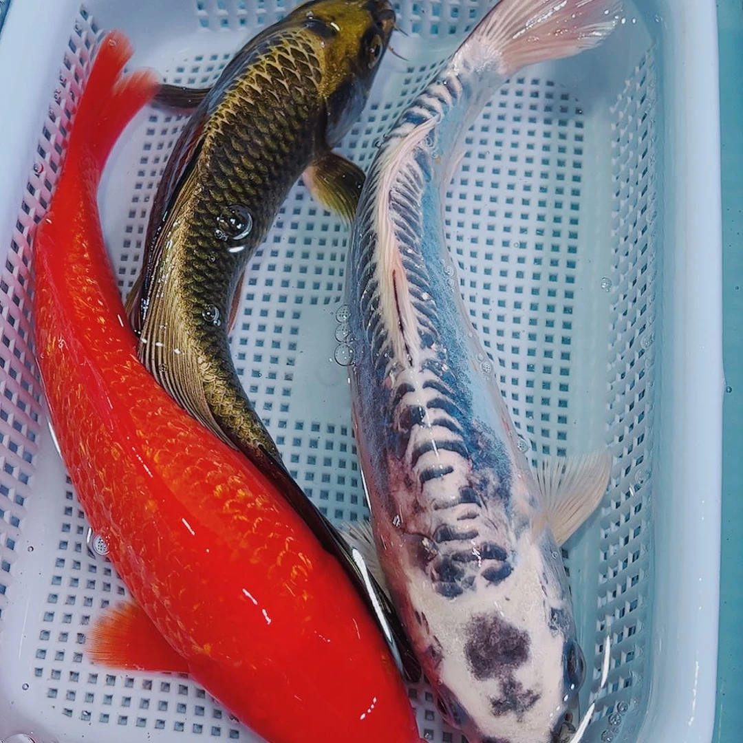 锦鲤锦鲤冷水观赏鱼