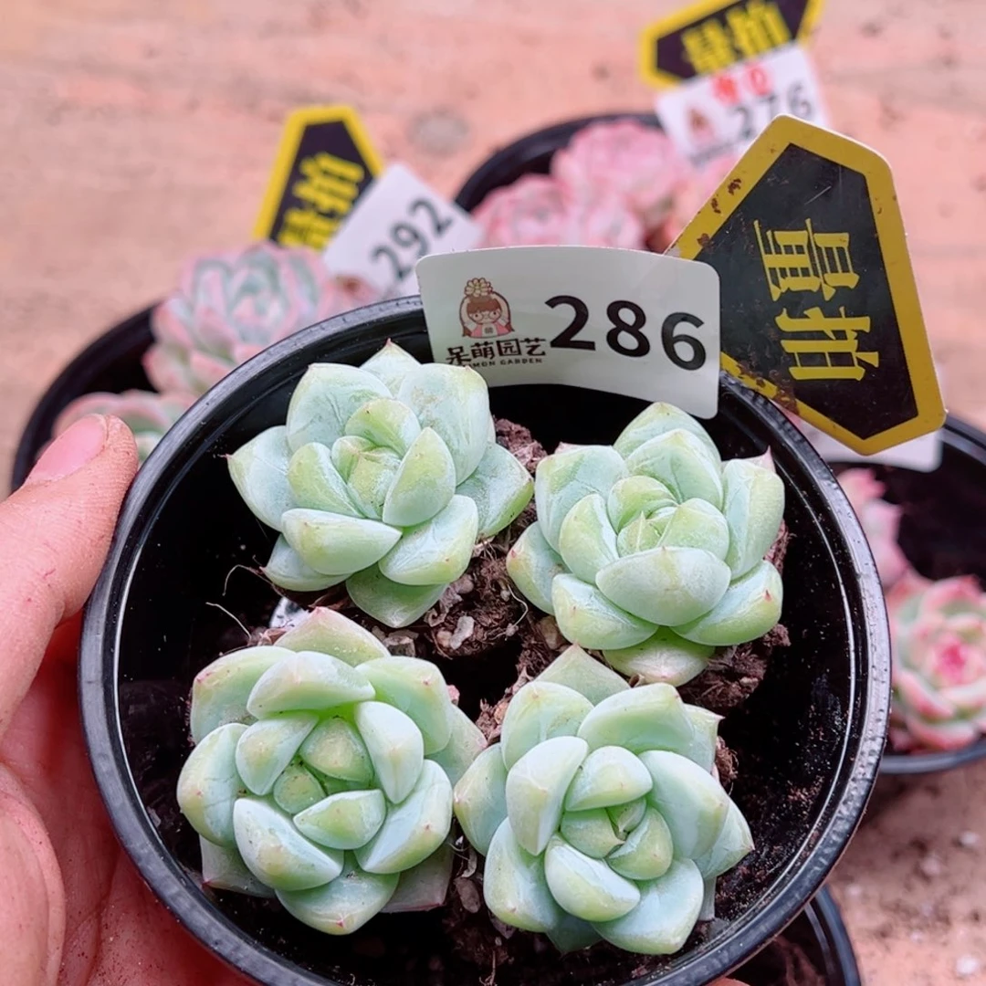 多肉植物多肉植物