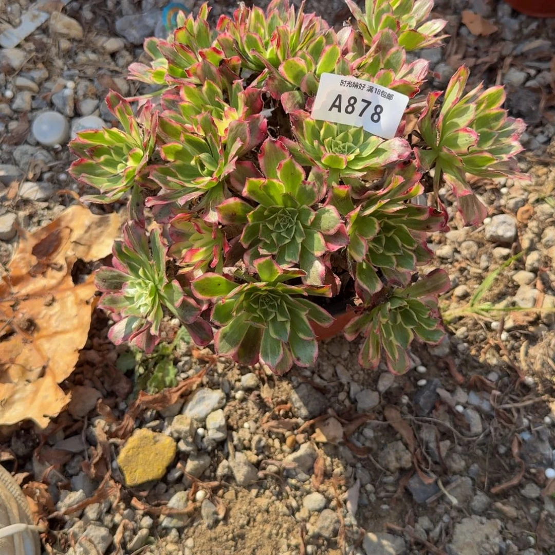 878天和。多肉植物