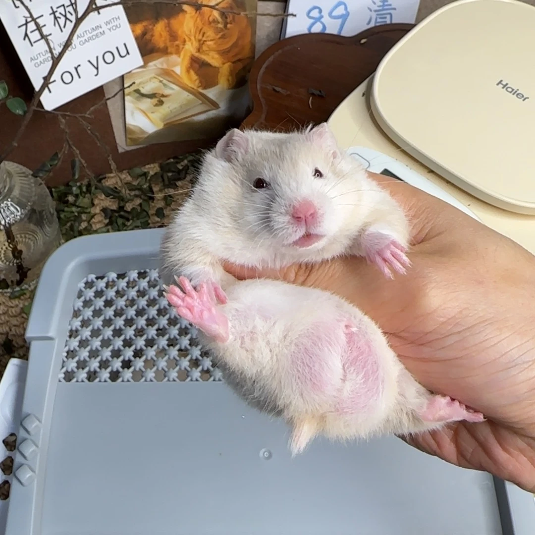 短毛鸽灰波弟弟6.27