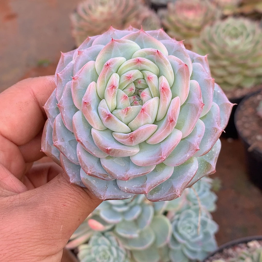 【闪购商品】云381号