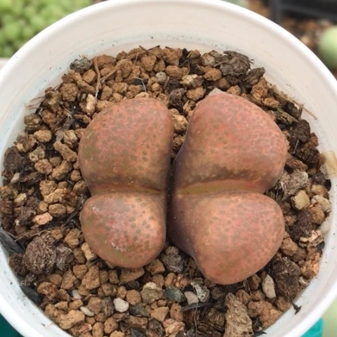 多肉肉锥 蛋糕风铃