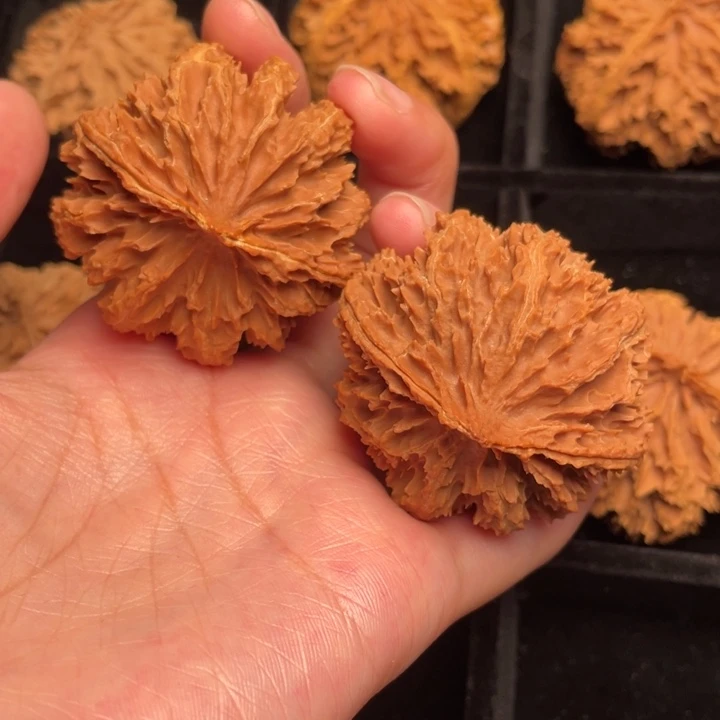 秦岭野生核桃文玩