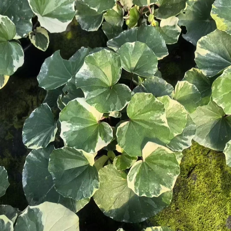 大叶吴风草盆栽 多年生易养 庭院地被常绿植物 树下耐阴观叶植物