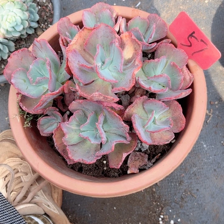 晨语多肉一物一拍57